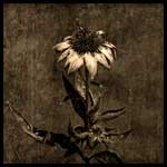 Photography by Derek R. Audette